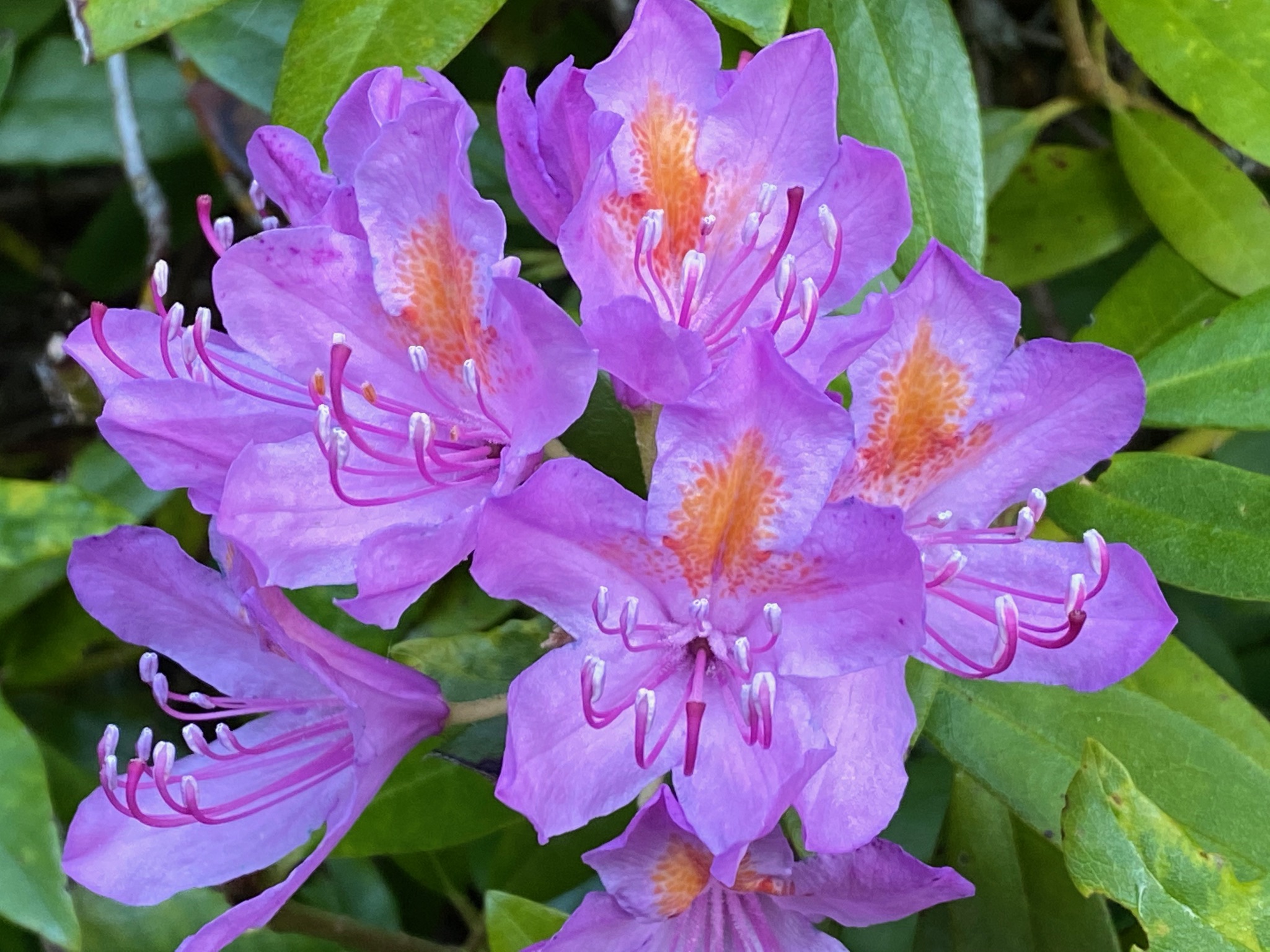 Lire la suite à propos de l’article Rhododendrons
