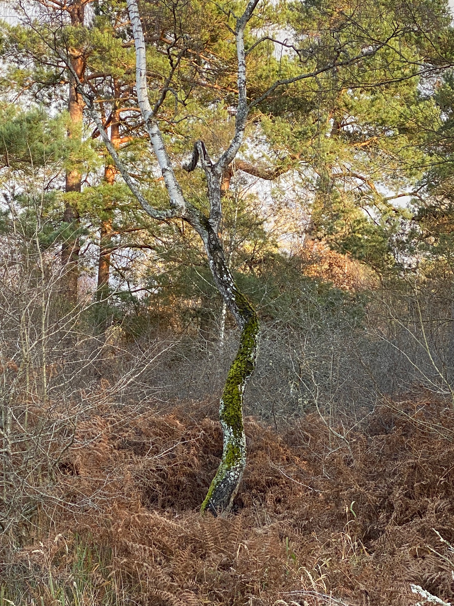 Lire la suite à propos de l’article Samedi 16 mai 2026  Observation découverte