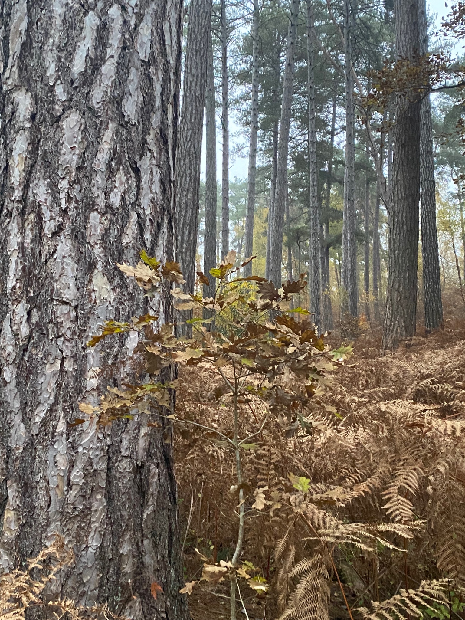Lire la suite à propos de l’article Observation jeudi 12 février 2025